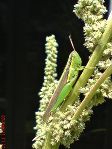 belalang hijau Oxya chinensis 3 belalang hijau Oxya chinensis 3