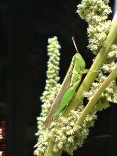 belalang hijau Oxya chinensis 3