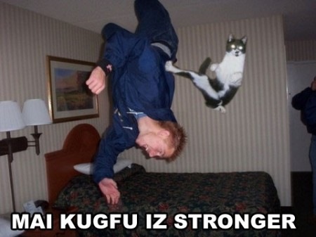 [kungfu cat[2].jpg]