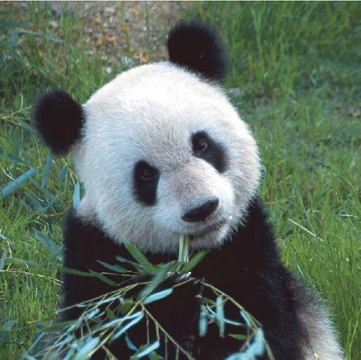 Bambusbär - Pandabär mit Bambus Bambusbär - Pandabär mit Bambus