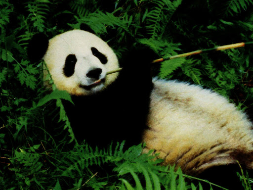 Bambusbär - Pandabär Bambusbär - Pandabär