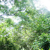 BUKIT TIMAH 8-14-2009 10-55-59 PM 2448x3264.JPG, TRAIL TAKEN BY LORRAINE LAUREN AND BRADLEY, SINGAPORE NATURE PRESERVE SINGAPORE ZOO AND NIGHT SAFARI