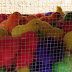 Dsc00536