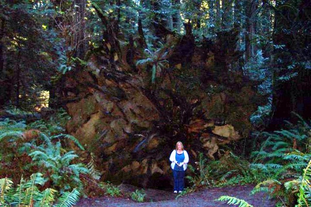 [Redwoods(9)[13].jpg]