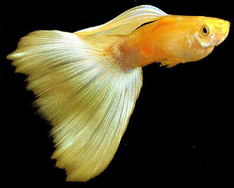 รูปภาพ ปลาหางนกยูง ปลาสวยงาม โชว์รูปเด็ดสวยๆ