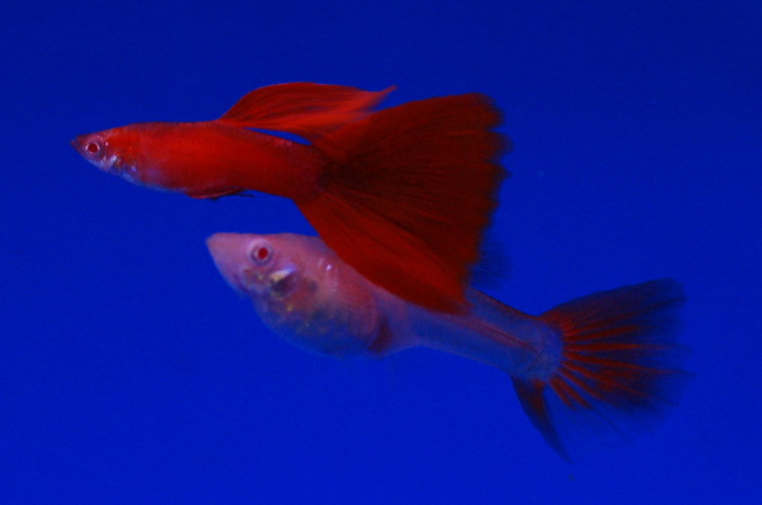 รูปภาพ ปลาหางนกยูง ปลาสวยงาม โชว์รูปเด็ดสวยๆ