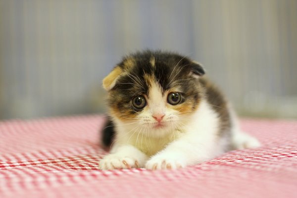 รูปภาพ แมวน่ารัก แมวน้อย สัตว์เลี้ยง ลูกแมว เหมียวหน้าบ้องแบ๊ว