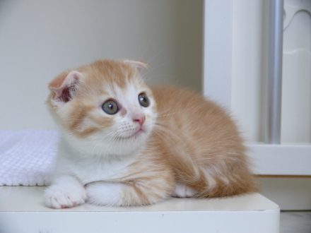 รูปภาพ น้องเหมียว แมว รูปแมว แมวเหมียว ตัวน้อยน่ารักมากๆ