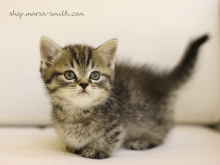 รูปภาพ ลูกแมวน่ารัก Kitten กับท่าทางแบบเด็กๆ แมวน้อยน่าเอ็นดู