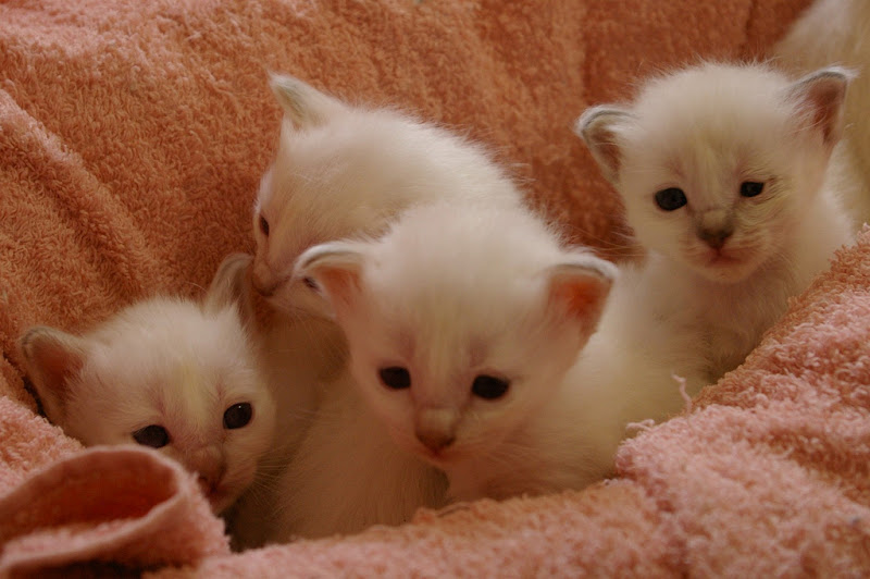 รูปภาพ ครอบครัวน้องเหมียว ลูกแมวน้อยน่ารัก