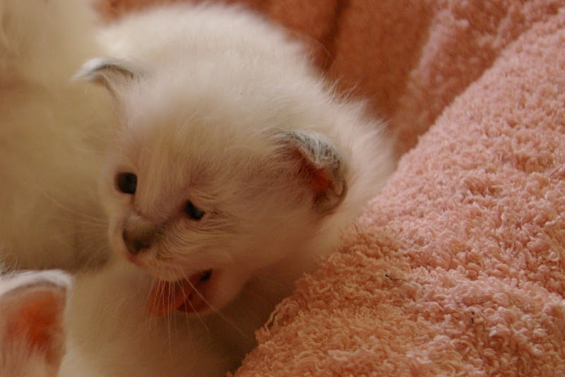 รูปภาพ ครอบครัวน้องเหมียว ลูกแมวน้อยน่ารัก