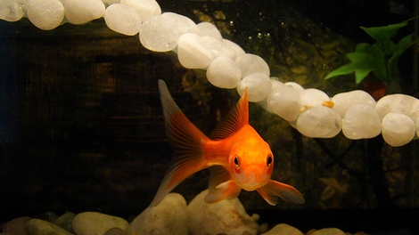 รูปภาพ ปลาทอง GoldFish ปลาสวยงาม ปลาตู้ สัตว์เลี้ยง ปลาทองสวยๆ