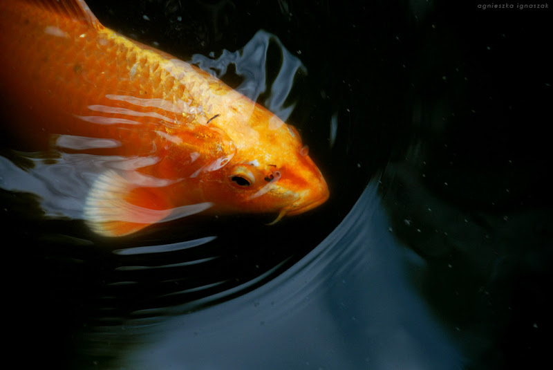รูปภาพ ปลาทอง GoldFish ปลาสวยงาม ปลาตู้ สัตว์เลี้ยง ปลาทองสวยๆ