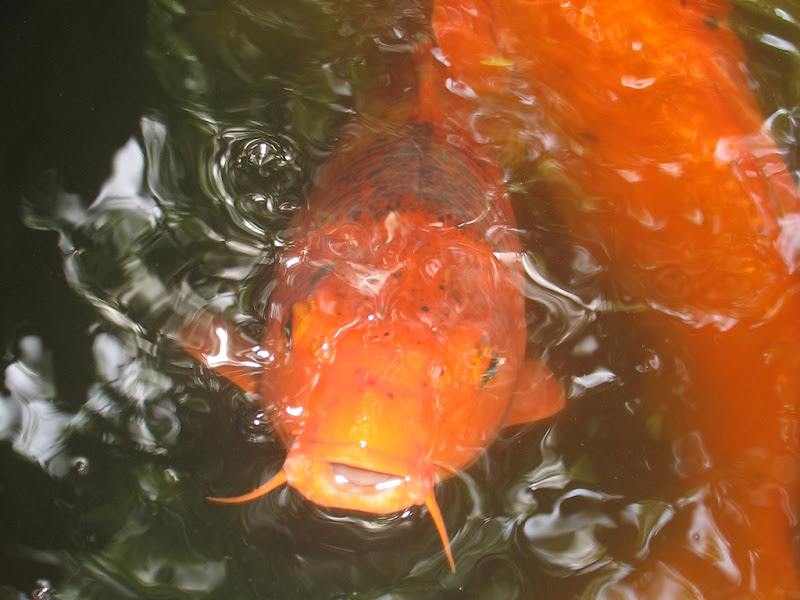 รูปภาพ ปลาทอง GoldFish ปลาสวยงาม ปลาตู้ สัตว์เลี้ยง ปลาทองสวยๆ