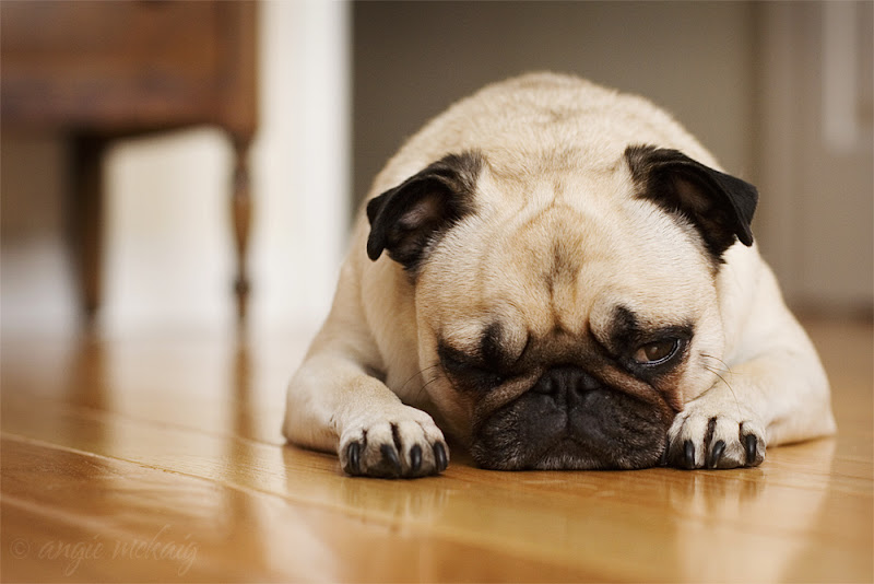 รูปภาพ ปั๊ก pug สัตว์เลี้ยง สุนัข หมาหน้าย่นแสนน่ารัก