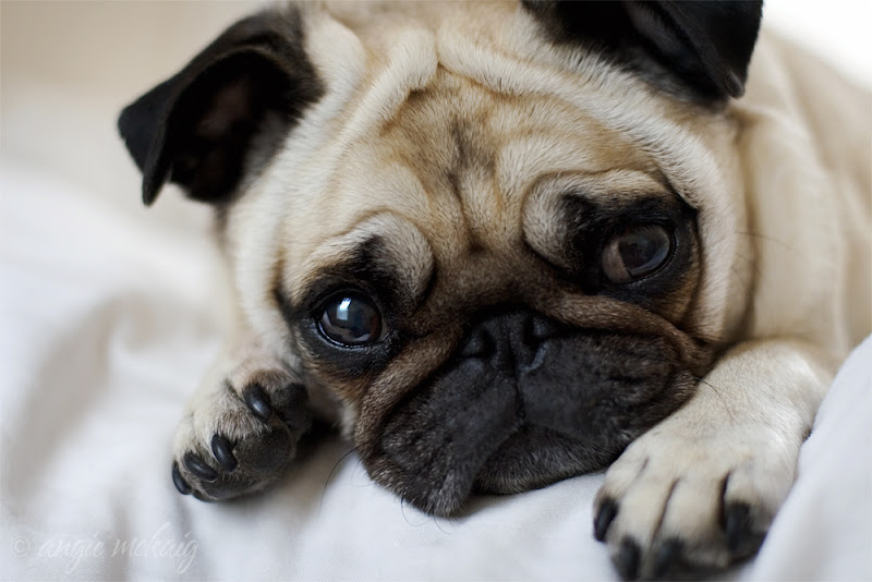 รูปภาพ ปั๊ก pug สัตว์เลี้ยง สุนัข หมาหน้าย่นแสนน่ารัก