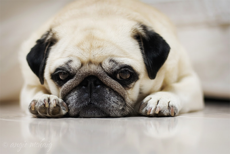 รูปภาพ ปั๊ก pug สัตว์เลี้ยง สุนัข หมาหน้าย่นแสนน่ารัก