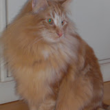 fotoalbum