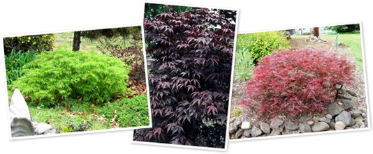 View NEW SHIPMENT OF JAPANESE MAPLES