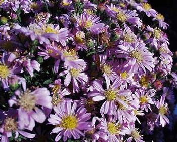 [ASTER_novi_belgii_Patricia_Ballard[1].jpg]