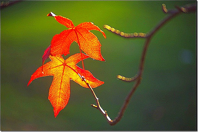 2 autumn leaves