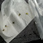 Artichoke - Imperial Star Seed - Set #2