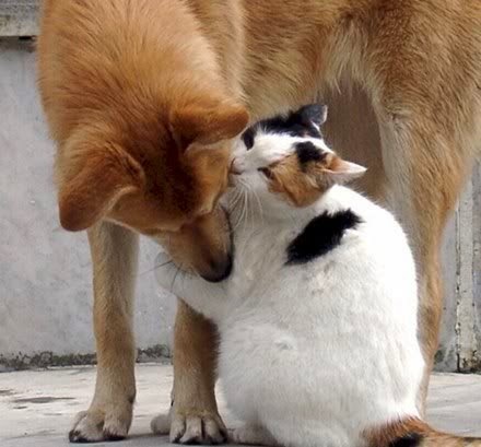 [animais56[4].jpg]