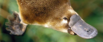 Platypus : Hewan petelur yang menyusui Platypus : Hewan petelur yang menyusui