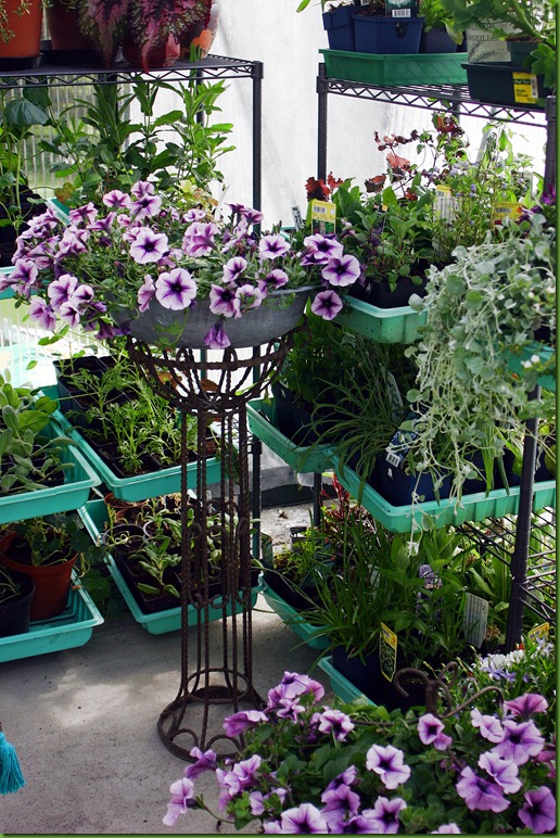 petunia petunia