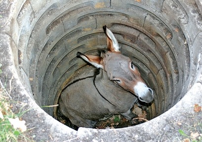 Around Minn Donkey rescue