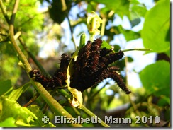 IMG_3810 IMG_3810