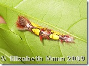 Morpho caterpillar Morpho caterpillar