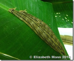 owl caterpillars