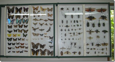 butterfly display