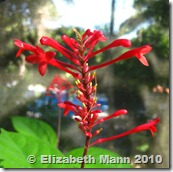 Red flowers