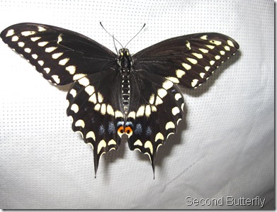 male black swallowtail