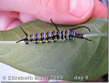 queen caterpillar 9 days old