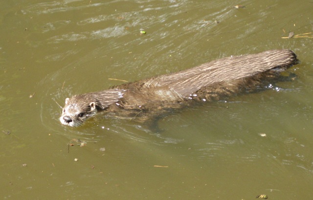 [River otter[3].jpg]