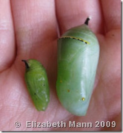 chrysalis size for book