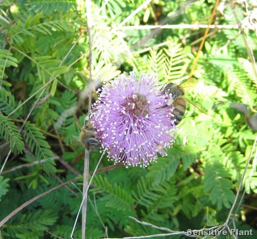 [Sensitive Plant[15].jpg]
