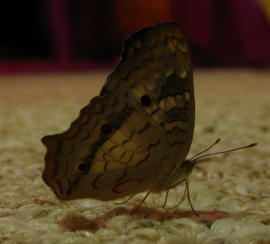 [Peacock in bedroom[4].jpg]