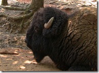 american bison