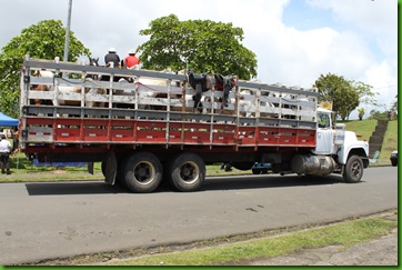 horses in truck