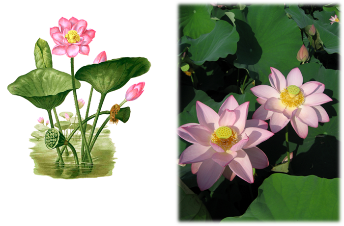 Fiori acquatici nomi 28 images ninfea nymphaea piante acquatiche ... Fiori acquatici nomi