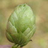 Hopplukken