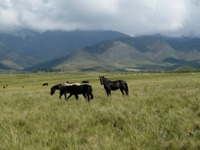 The horses are not wild but not all of them are broken. There is one stallion that keeps adding to the herd.
