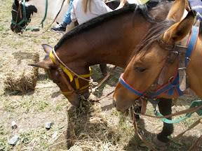 We made a "Hay Stop" and checked our saddles. The horses just pigged out.