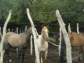 Some of next year's range horses still being broke and trained.