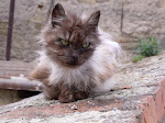 DSCF1293.JPG