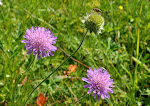 06-09 chrastavec rolní